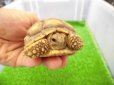 画像3: 美！　ケヅメリクガメＣＢ　　約６.５ｃｍ　２ (3)