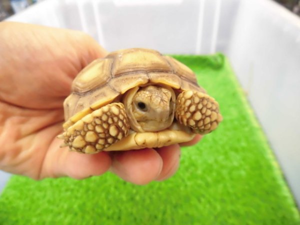 画像3: 美！　ケヅメリクガメＣＢ　　約６.５ｃｍ　２