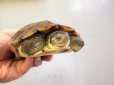 画像3: 美！　ヤエヤマイシガメ　約１１ｃｍ　４ (3)