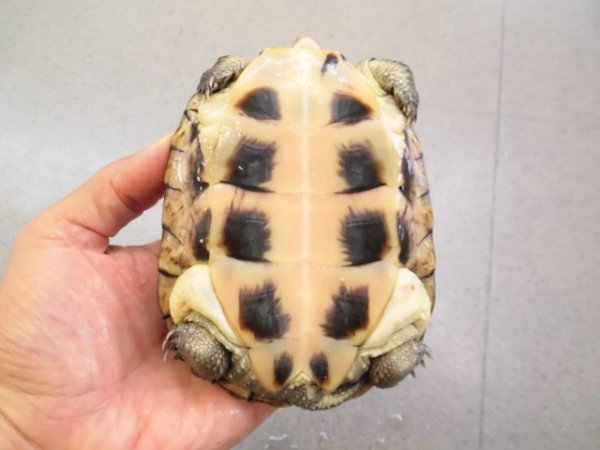 画像4: 美！　ヤエヤマイシガメ　約１１ｃｍ　４