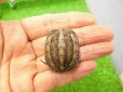 画像1: 美！　クサガメ（色変わり）　約３.５cm　１ (1)