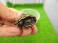 画像3: 美！　クサガメ（色変わり）　約３.５cm　１ (3)