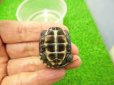 画像4: 美！　クサガメ（色変わり）　約３.５cm　１ (4)