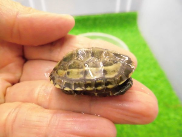 画像2: 美！　クサガメ（色変わり）　約３.５cm　１