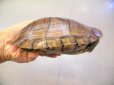 画像2: 美！　ヤエヤマイシガメ　約１４ｃｍ　５ (2)