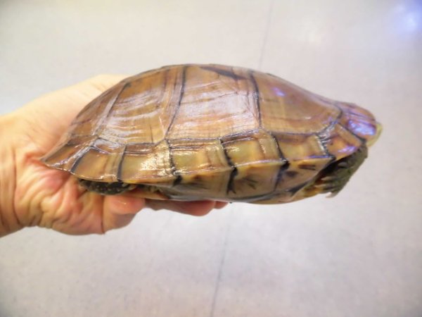 画像2: 美！　ヤエヤマイシガメ　約１４ｃｍ　５