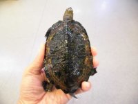 美！　ニホンイシガメ　約１０.５cm♂　B