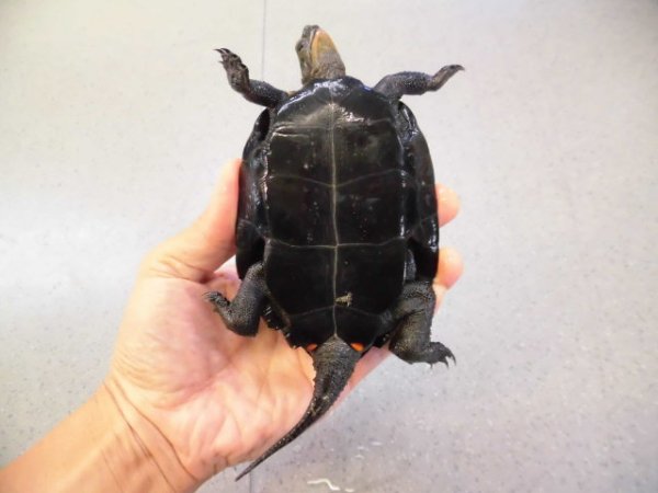 画像4: 美！　ニホンイシガメ　約１１cm♂　A