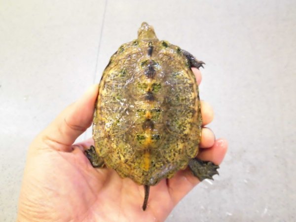 画像1: 美！　ニホンイシガメ　約９cm♀　D