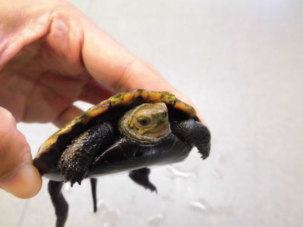 画像3: 美！　ニホンイシガメ　約９cm♀　D