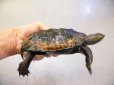 画像2: 美！　ニホンイシガメ　約１１cm♂　A (2)