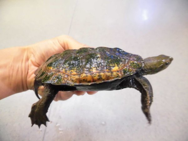 画像2: 美！　ニホンイシガメ　約１１cm♂　A