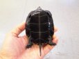 画像4: 美！　ニホンイシガメ　約９cm♀　D (4)