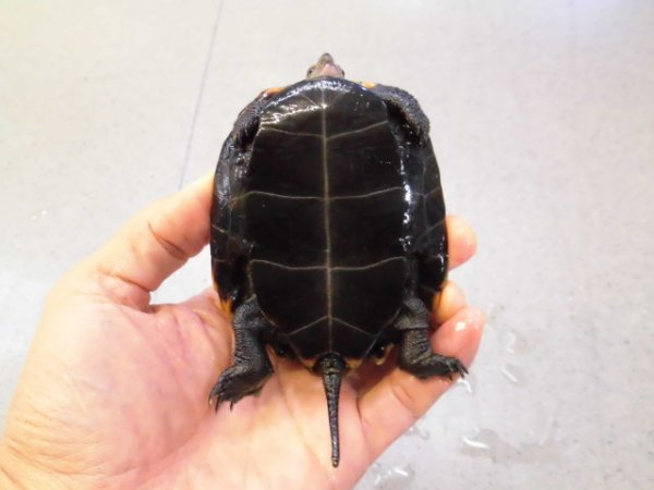 画像4: 美！　ニホンイシガメ　約９cm♀　D