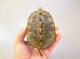 画像1: 美！　ニホンイシガメ　約８.５cm♀　C (1)