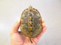 美！　ニホンイシガメ　約８.５cm♀　C