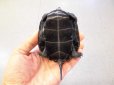 画像4: 美！　ニホンイシガメ　約８.５cm♀　C (4)