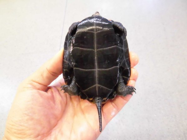 画像4: 美！　ニホンイシガメ　約８.５cm♀　C