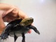画像3: 美！　ニホンイシガメ　約１１cm♂　A (3)