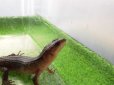 画像5: 美！　スラウェシクロコダイルスキンク　約１８cm　たぶん♂　２ (5)