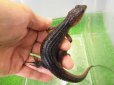 画像3: 美！　スラウェシクロコダイルスキンク　約１８cm　たぶん♂　２ (3)
