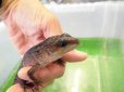 画像4: 美！　スラウェシクロコダイルスキンク　約１８cm　たぶん♂　２ (4)