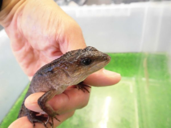 画像4: 美！　スラウェシクロコダイルスキンク　約１８cm　たぶん♂　２