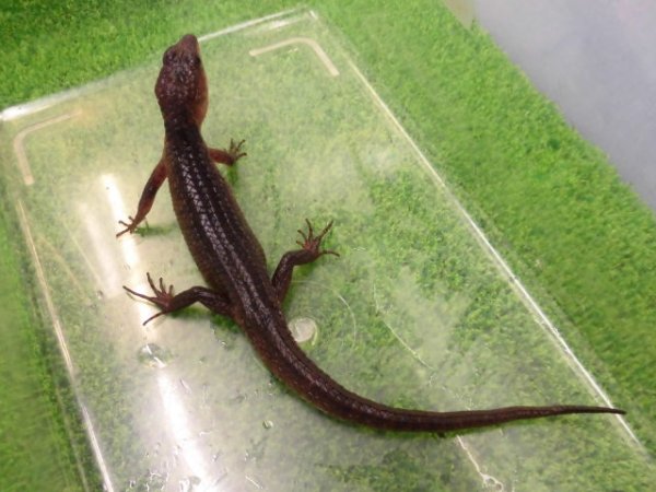 画像2: 美！　スラウェシクロコダイルスキンク　約１８cm　たぶん♂　２
