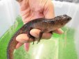 画像1: 美！　スラウェシクロコダイルスキンク　約１８cm　たぶん♂　２ (1)