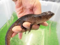 美！　スラウェシクロコダイルスキンク　約１８cm　たぶん♂　２