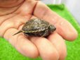 画像3: 美！　クサガメ　２〜３cm　１ (3)