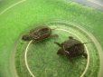 画像5: 美！　クサガメ　２〜３cm　１ (5)