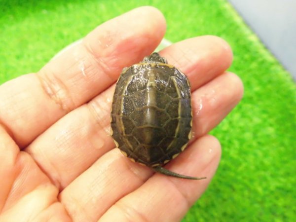 画像2: 美！　クサガメ　２〜３cm　１