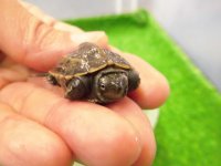 美！　クサガメ　２〜３cm　１