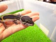 画像2: 美！　ブラックナイト（ヒョウモントカゲモドキ）　約１２cm　たぶん♀　１ (2)