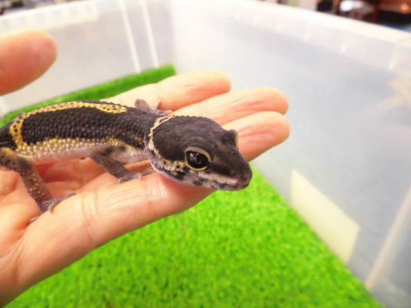 画像2: 美！　ブラックナイト（ヒョウモントカゲモドキ）　約１２cm　たぶん♀　１