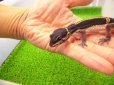画像3: 美！　ブラックナイト（ヒョウモントカゲモドキ）　約１２cm　たぶん♀　１ (3)