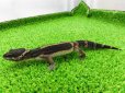 画像6: 美！　ブラックナイト（ヒョウモントカゲモドキ）　約１２cm　たぶん♀　１ (6)