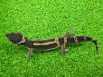 画像5: 美！　ブラックナイト（ヒョウモントカゲモドキ）　約１２cm　たぶん♀　１ (5)