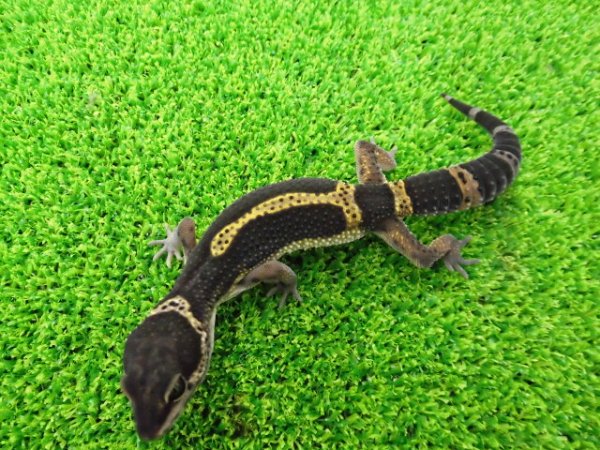 画像4: 美！　ブラックナイト（ヒョウモントカゲモドキ）　約１２cm　たぶん♀　１