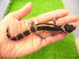 美！　ブラックナイト（ヒョウモントカゲモドキ）　約１２cm　たぶん♀　１
