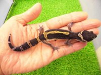 美！　ブラックナイト（ヒョウモントカゲモドキ）　約１２cm　たぶん♀　１