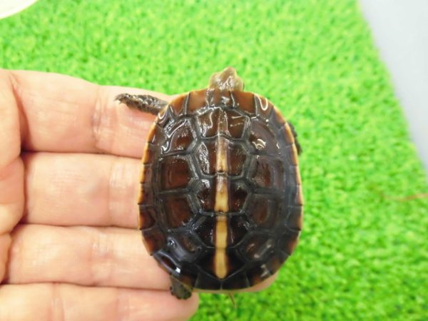 画像6: 美！　タイワンセマルハコガメ　　約４.５cm　１