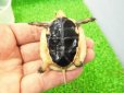 画像5: 美！　タイワンセマルハコガメ　　約４.５cm　１ (5)