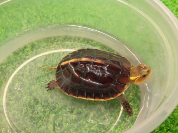 画像8: 美！　タイワンセマルハコガメ　　約４.５cm　１