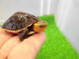 画像3: 美！　タイワンセマルハコガメ　　約４.５cm　１ (3)