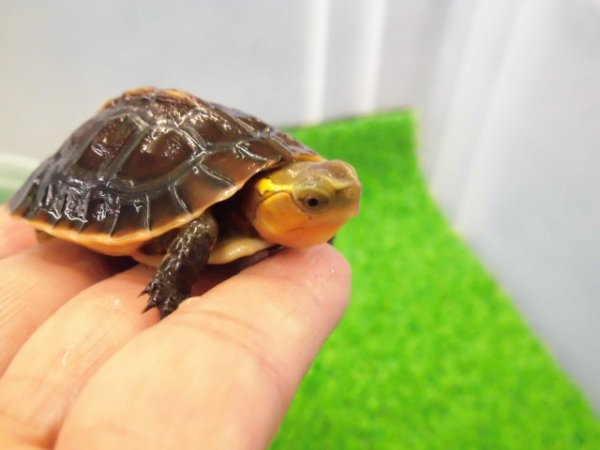 画像3: 美！　タイワンセマルハコガメ　　約４.５cm　１