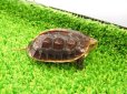 画像7: 美！　タイワンセマルハコガメ　　約４.５cm　１ (7)