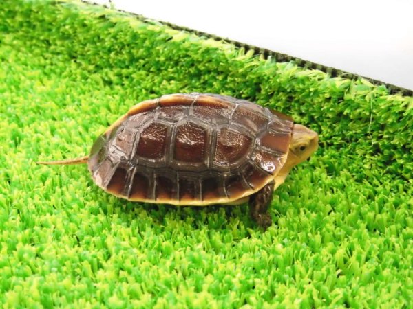 画像7: 美！　タイワンセマルハコガメ　　約４.５cm　１