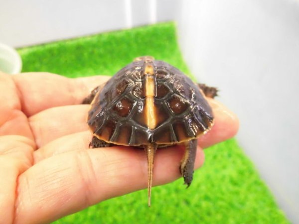 画像4: 美！　タイワンセマルハコガメ　　約４.５cm　１